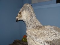 Harry Potter085
